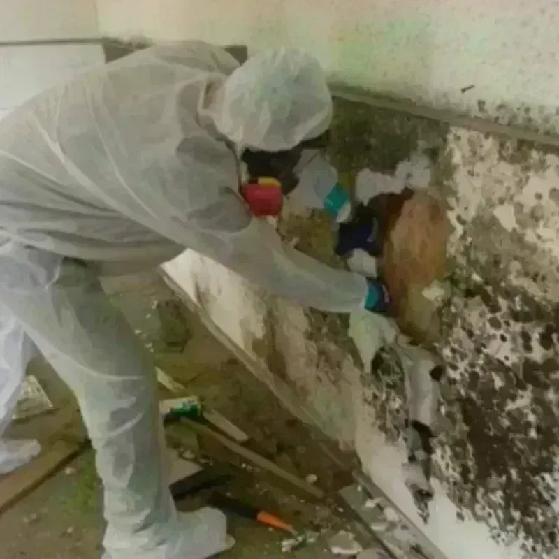 Mold Remediation and Removal in Green Valley, CA